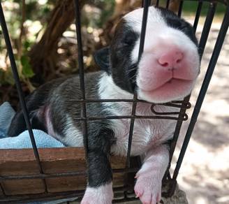 Bull terrier 