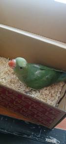 Burung ringneck siap lesen