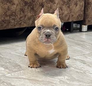 AMERICAN BULLY PUPPIES S136 🐻 Rehome Male Female