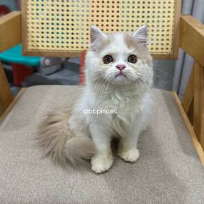 persian kitten