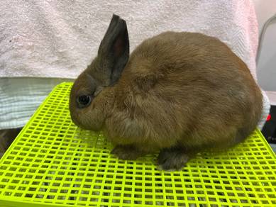 Rabbit ND