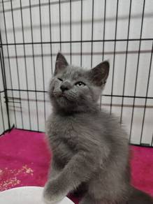 british shorthair 
