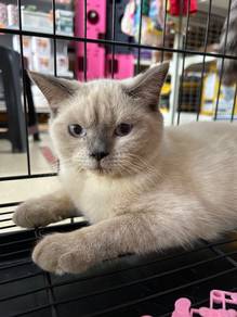Pointed bsh for sale
