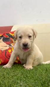 Labrador retriever mka