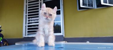 kucing american curl