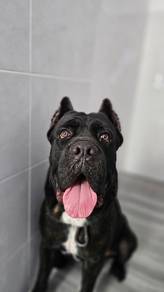 Cane Corso - Stud Service