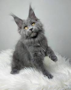 Smokey dark silver Blue Maine Coon male