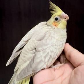 Cockatiel Pearl Jinak Handfeed Parrot
