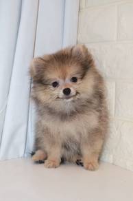 J0569 Pomeranian Teddy Bear Puppy