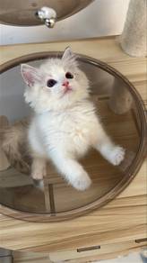 ragdoll boy