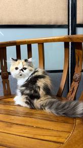 Persian Cat / Kucing Parsi