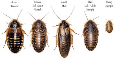 DUBIA ROACHES / LIPAS DUBIA (All sizes available)