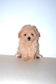 C25 Little Maltipoo Puppy
