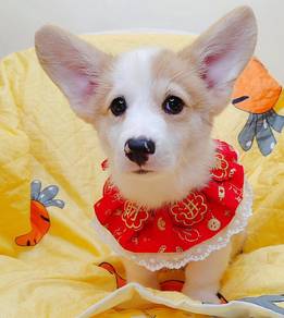 Corgi