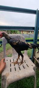 ayam pakhoy 