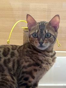 Bengal Cat for sale
