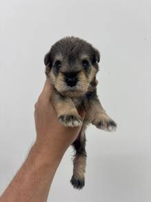 Schnauzer Male 1