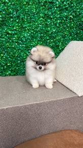 Pomeranian Bear Face Parti  Female Puppy