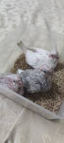 Handfeed Cockatiel