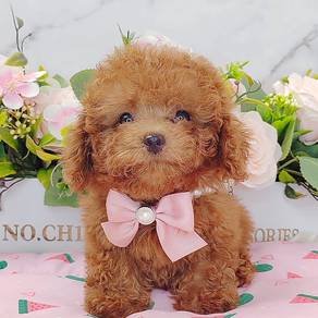 Poodle