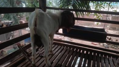kambing cross boer