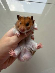 Giving out 🐹 Male Syrian Hamster for free