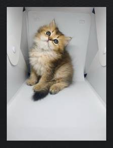 British Longhair Purebreed Female Kitten