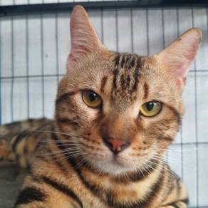 Male Bengal