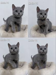 British Short Hair kitten