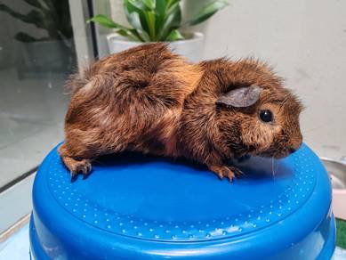 Family guinea pig