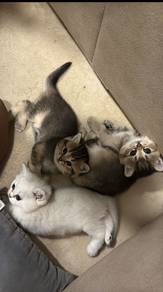 BSH Kittens