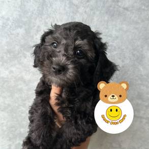 BVV3022 Silver Grey haired Tiny Poodle #MKA