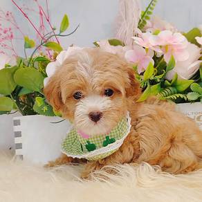 Maltipoo