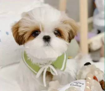 Shih tzu