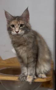 Mainecoon kitten