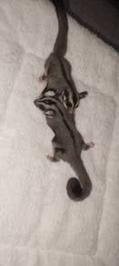 Sugar Glider Pair 
