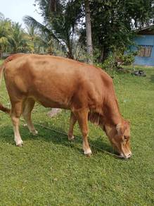 lembu betina