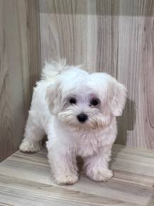 Maltese dog for sale