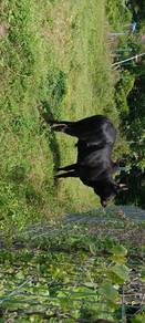 lembu 
