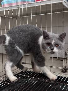 bsh female