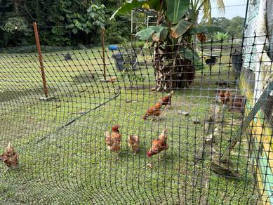 Ayam Penelur LB