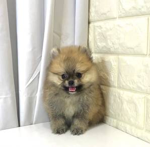 J0413 Pomeranian Round Face Puppy