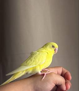 bird baji burung