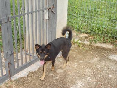 Fifi Seeks Loving Home