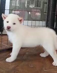Shiba inu grade A cream mka microchip