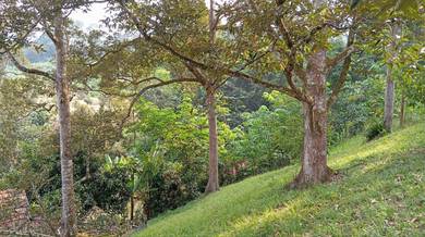 Agricultural Land in Lenggeng, NSN