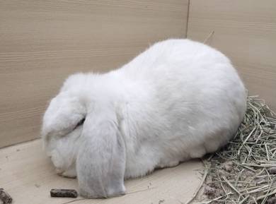 French Holland Lop