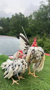 ayam serama rinting