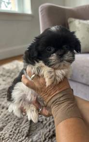 Shih tzu 