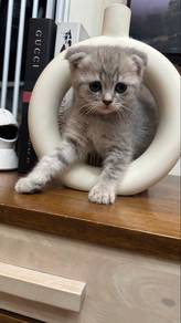 scottish fold female